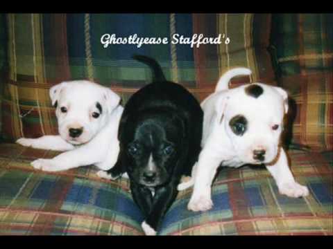 Staffordshire Bull Terrier Puppies 2