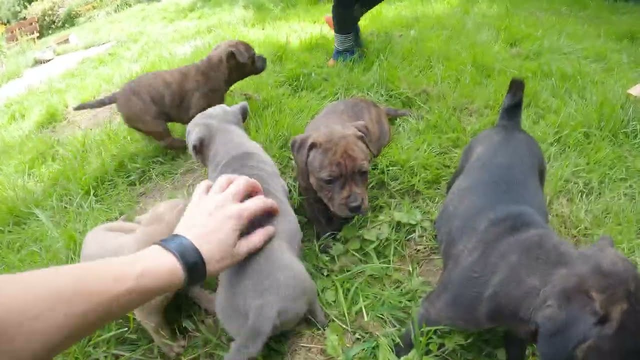 Staffordshire Bull Terrier Puppies 6,5 weeks - outdoor fun
