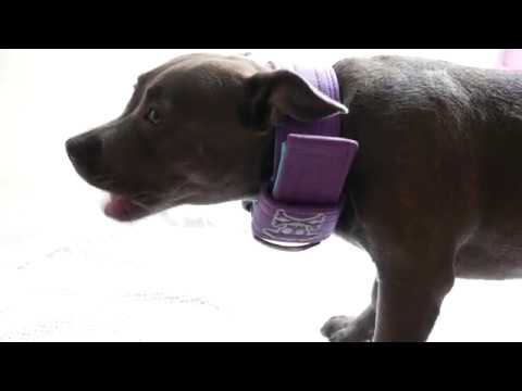 Staffordshire bull terrier puppy eating raw chicken necks