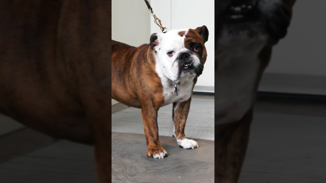 Staffordshire Bull Terrier: Real Reason They Were Used For Fighting