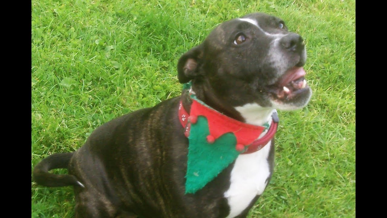Staffordshire Bull Terrier Rosie.