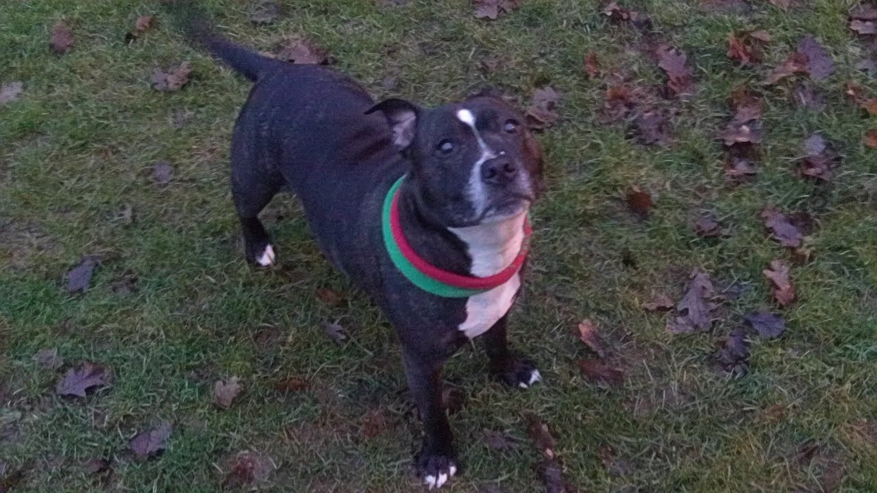 Staffordshire Bull Terrier Rosie.