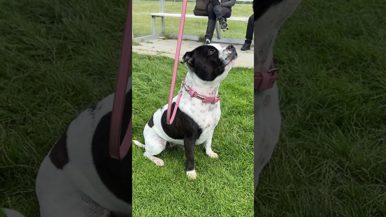 Staffordshire Bull Terrier Show Collar - Staffordshire Bull Terrier 1935® #staffordshirebullterrier