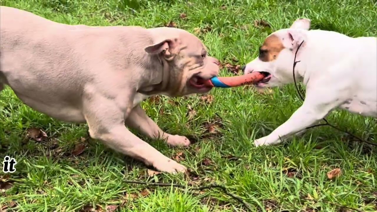 Staffordshire Bull Terrier versus American Pocket Bully. Tug of war pulling game.