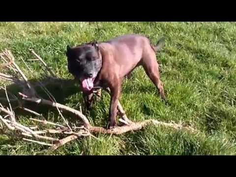 Staffordshire bull terrier with a massive stick
