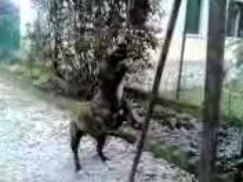 Staffordshire Bull Terrier with springpole (made with Kong)