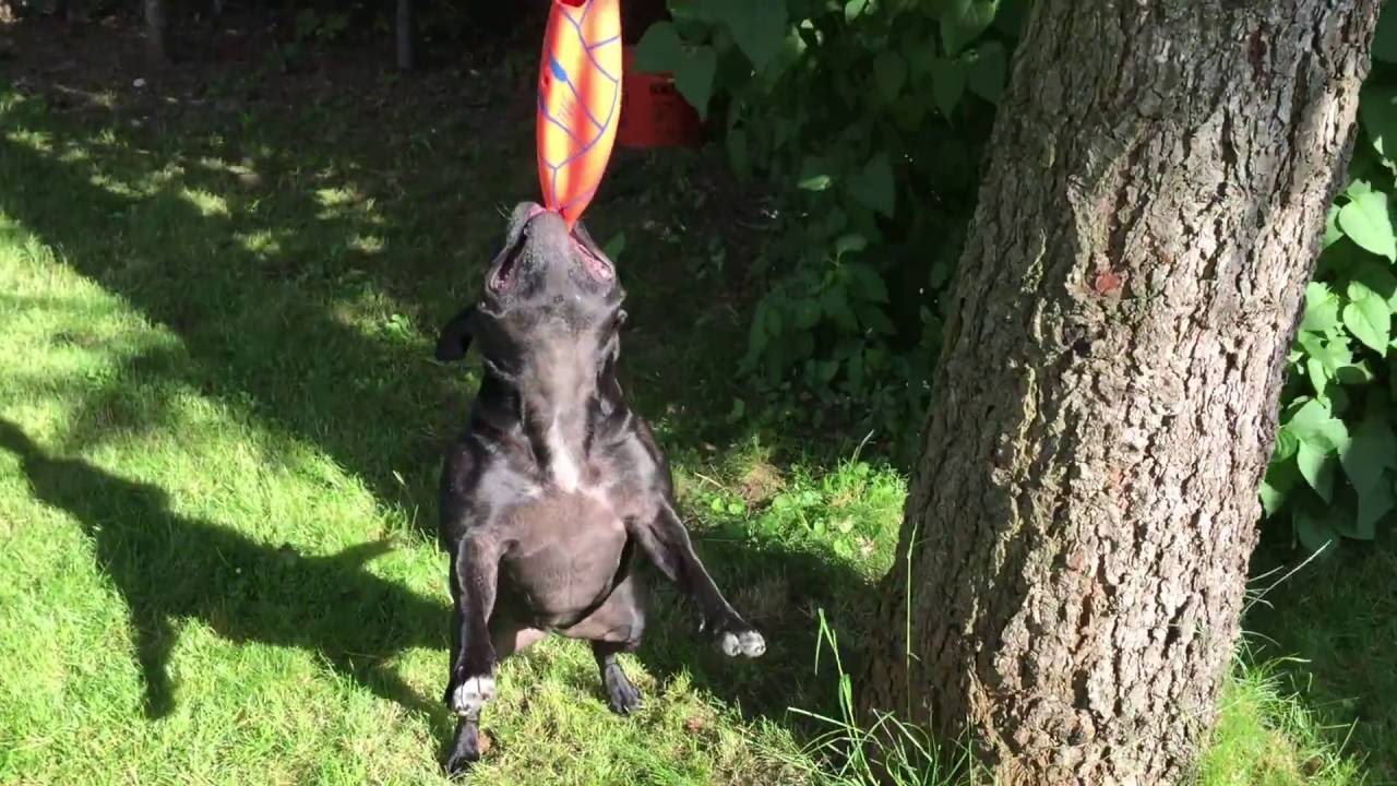 Staffordshire bull terrier workout with springpole