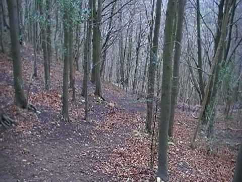 Staffordshire Bull Terrier:Out Walking Part 2