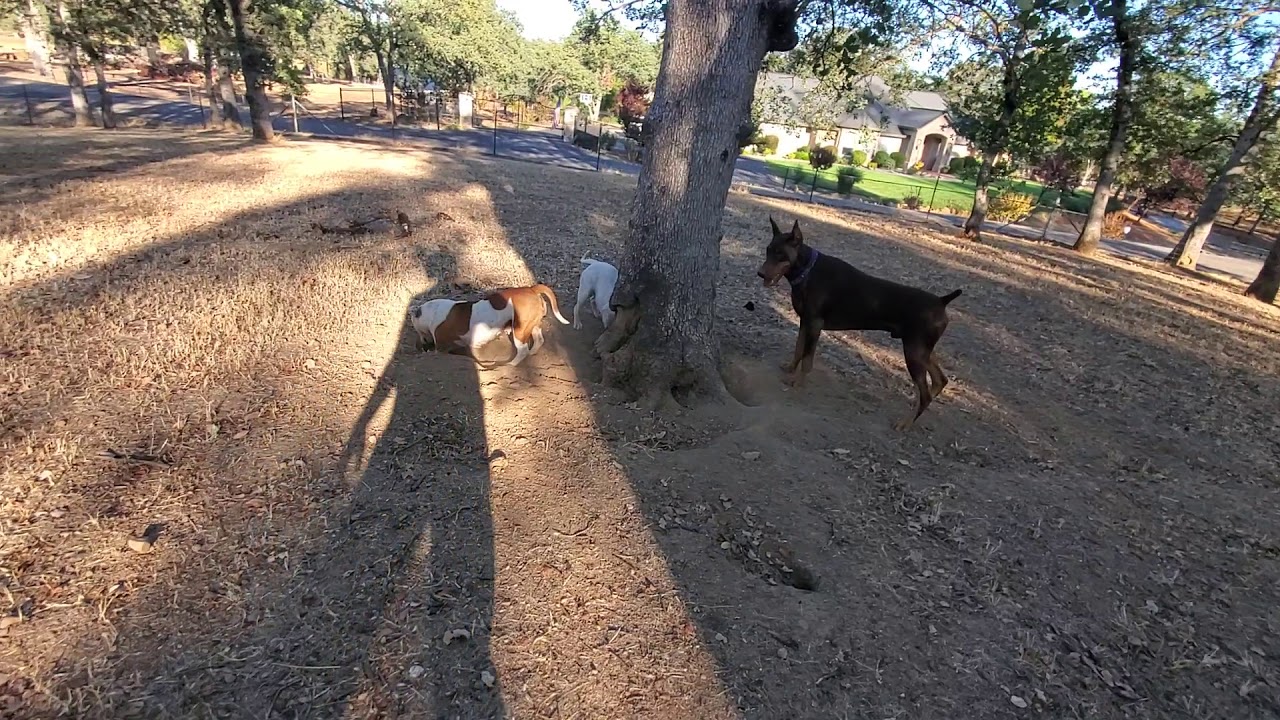 Staffordshire Bull Terriers and Doberman squirrel hunting