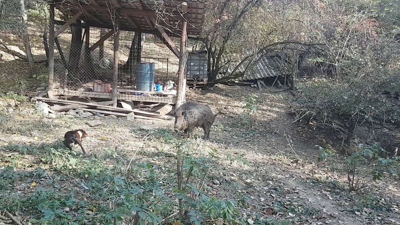 Staffordshire bullterrier 1st hog hunting training