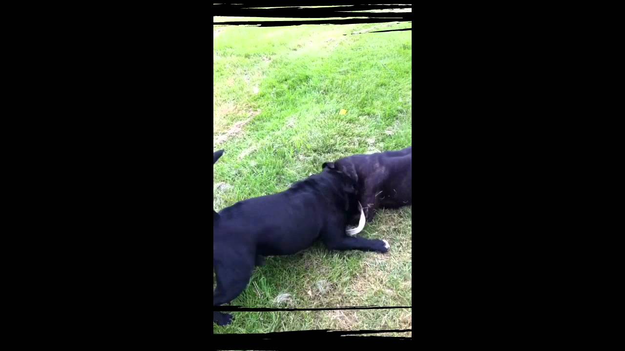 Staffordshire Bullterrier 