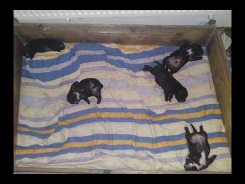 Staffordshire bullterrier milla's first litter