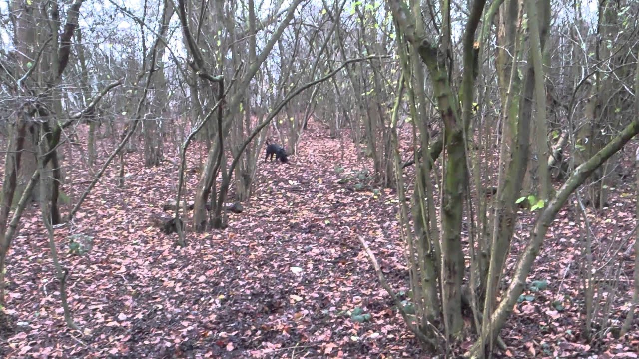 Staffordshire bullterrier with giant stick