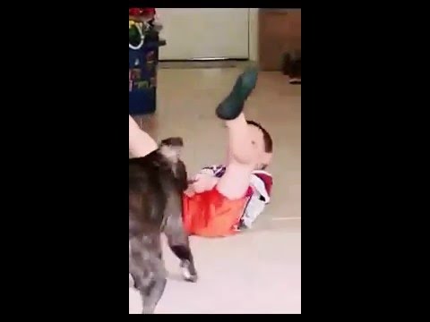 Staffordshire pulling boy