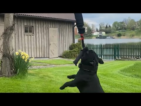 Staffy and Rope