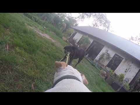 Staffy Bruce plays tug of war with Emmett and Rex