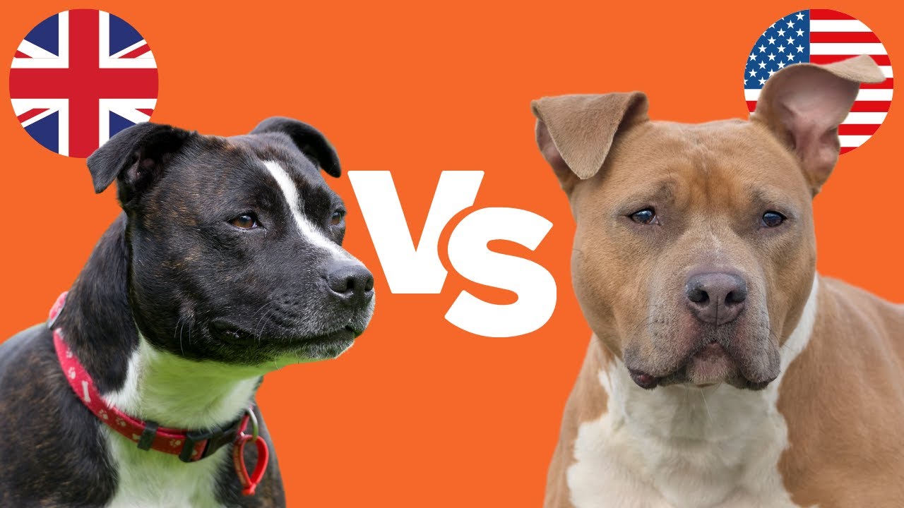 Staffy Bull Terrier vs Amstaff: 6 KEY DIFFERENCES