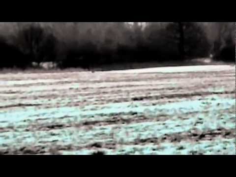 Staffy Chases Fox