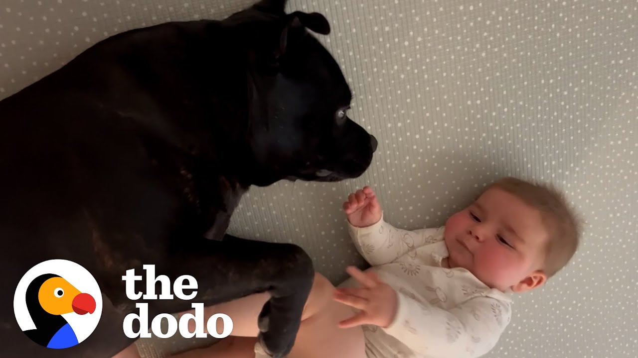 Staffy Doesn't Know How To Feel About His Baby Brother | The Dodo