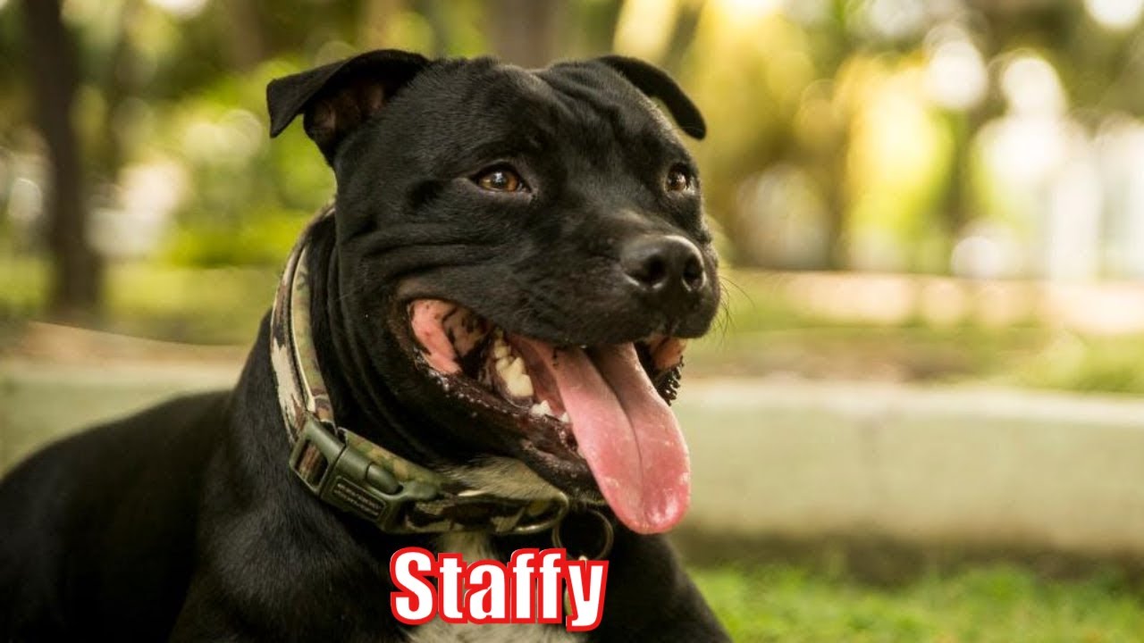 Staffy dog is talking and crying. 🙄😉