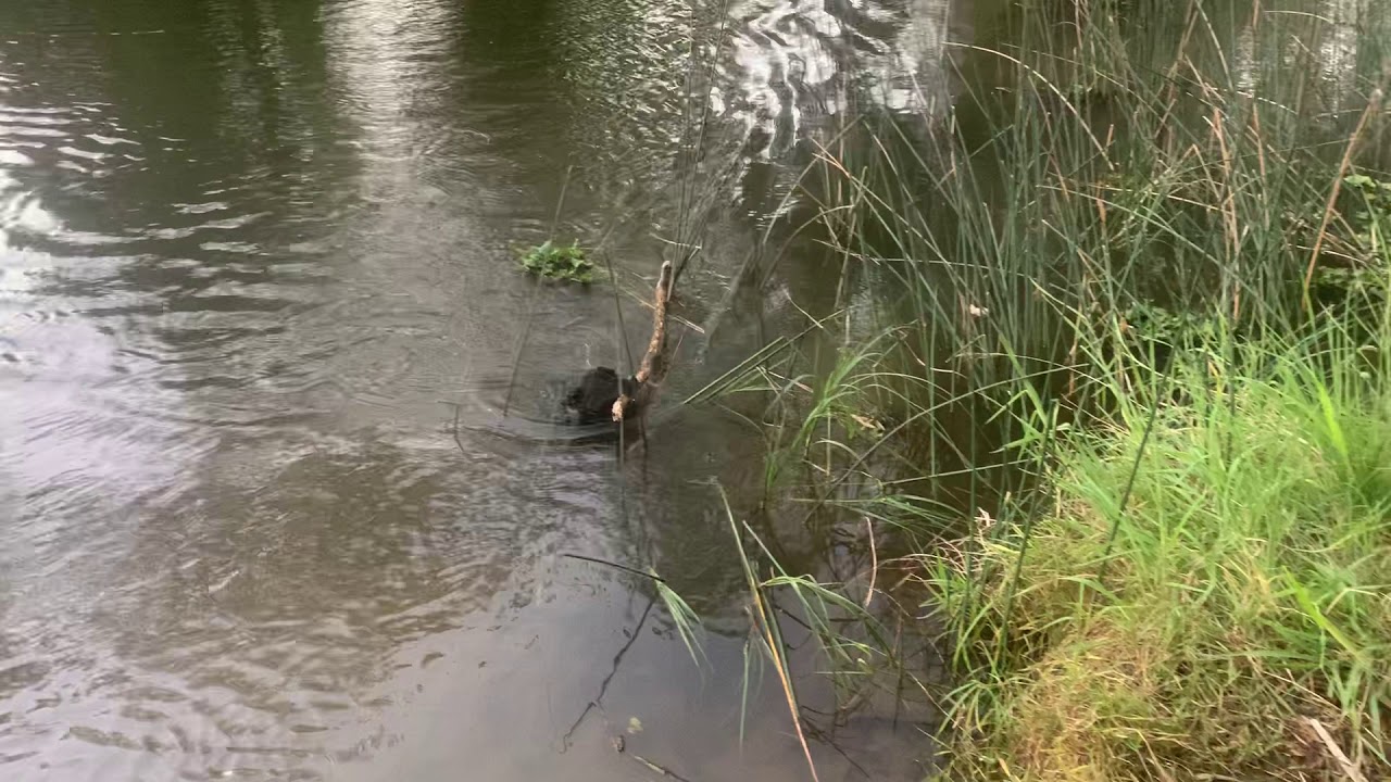 staffy dog with big stick! gold