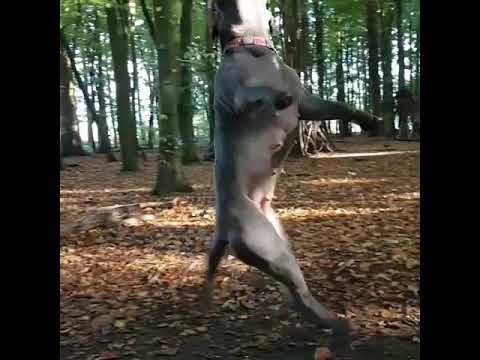 STAFFY HANGING FROM A TREE
