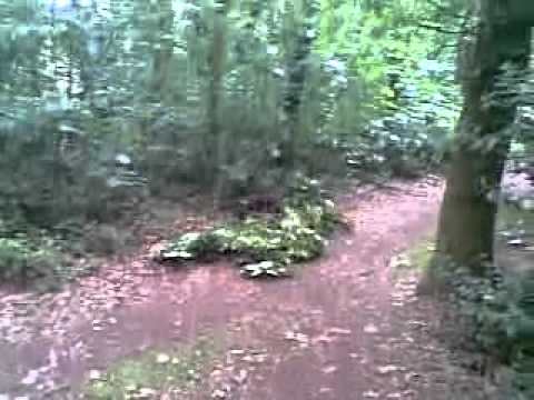 staffy hanging from a tree
