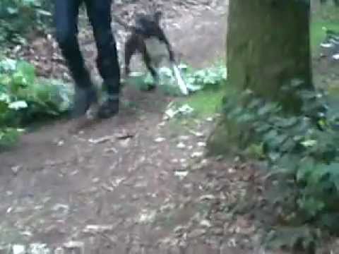 Staffy hanging from tree