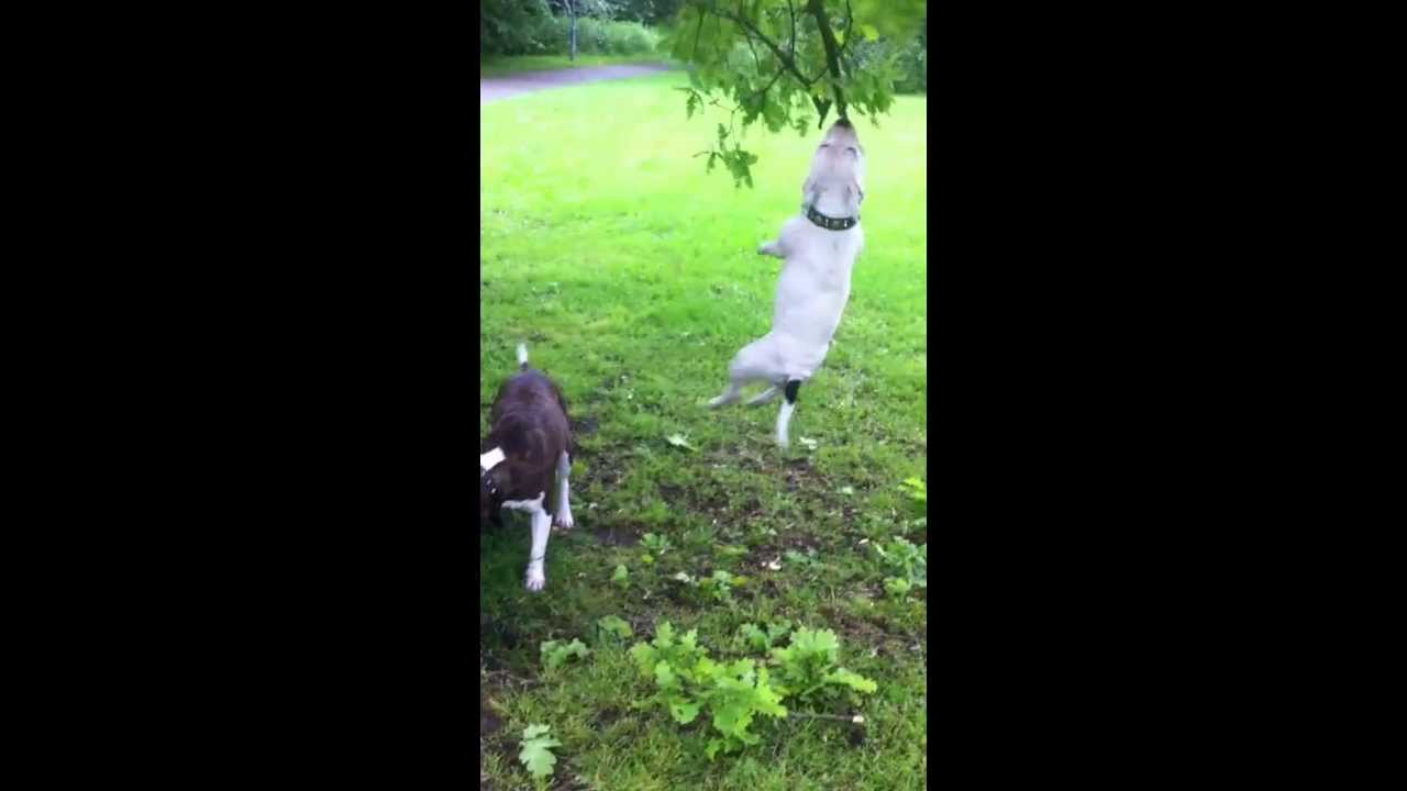 staffy hanging out of tree