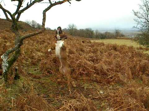 Staffy hangs from a tree - funny