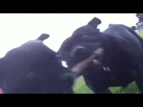 Staffy playing with stick