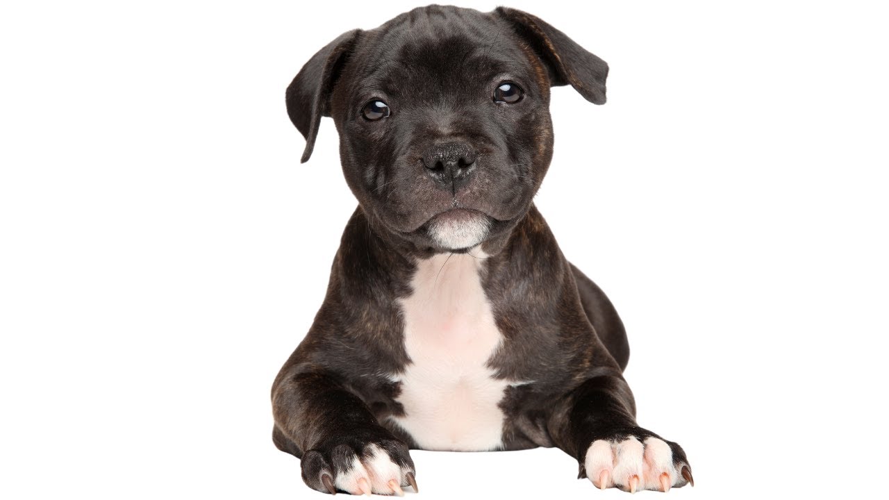 Staffy Puppies 101: Everything You Need to Know