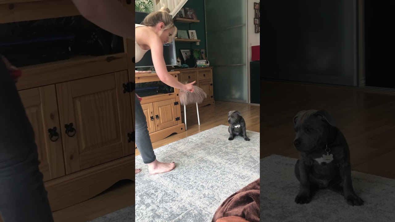 Staffy training 💙