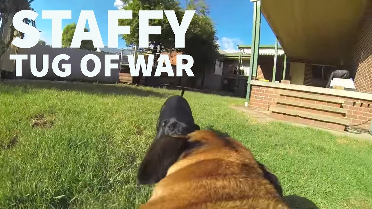Staffy tug of war - POV