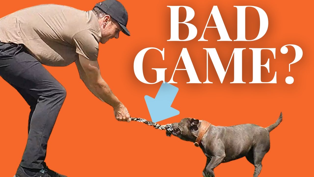 STAFFY TUG OF WAR! Should You Play This Game with Your Dog?