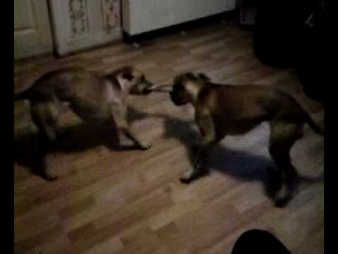 staffy tug o'war2