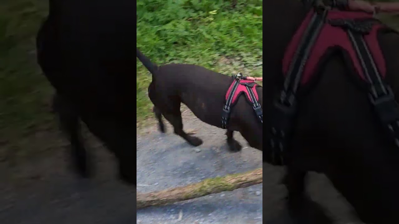 Staffy vs Giant stick 😂🥰