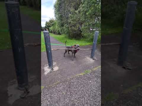 staffy V's stick