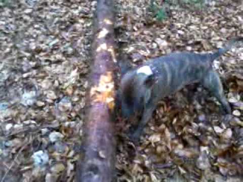 staffy vs very big stick