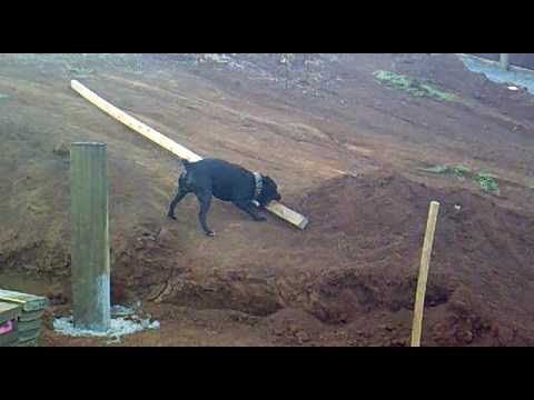 Staffy with big stick