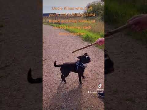 Staffy's best friend is 71 years old and they just began training tricks together ❤