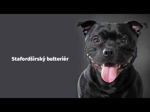 Stafordširský bulteriér - Atlas plemen - Tlapka TV