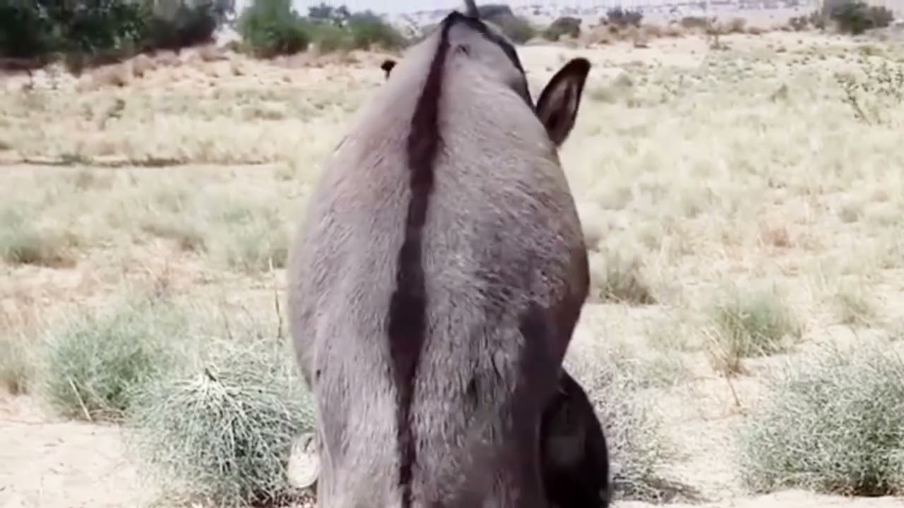 Started Donkey Mating🦄| | Heavy Donkey First Time Meeting | Donkey Matting#donkey #donkeylovers
