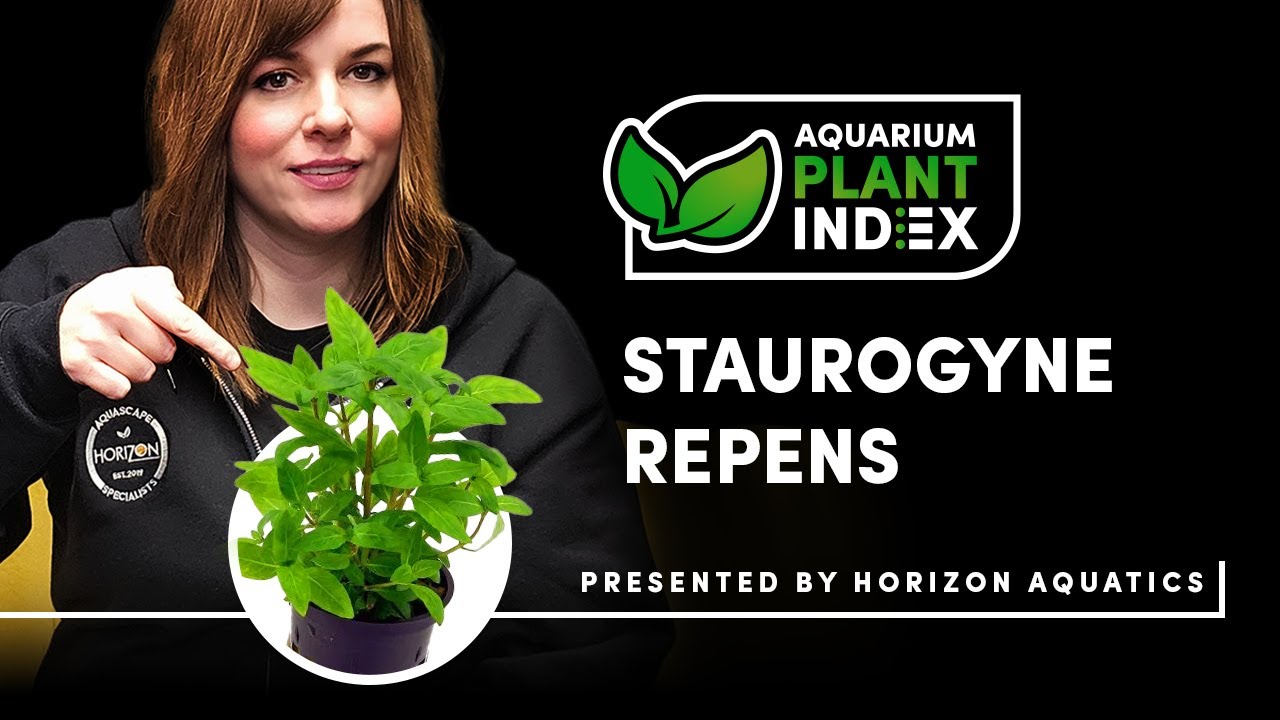 Staurogyne Repens: Aquarium Plant Index