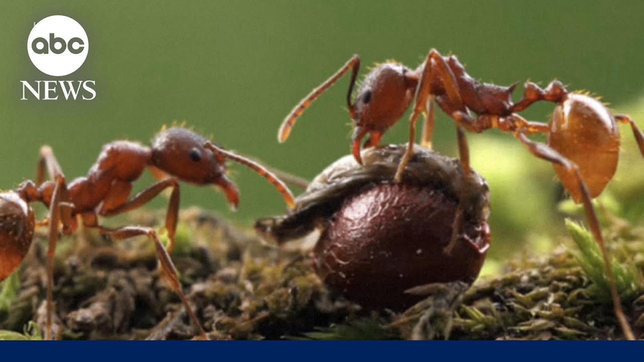 Stinging, Asian needle ants now invade 17 states