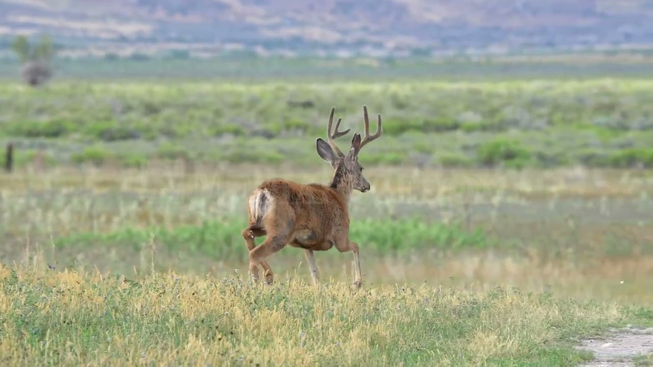 Stock Video - Mule deer buck in velvet running through field in slow motion
