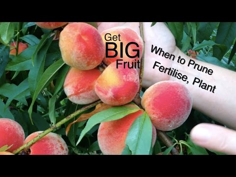 Stone Fruit When to Prune, Fertilise and how to Plant