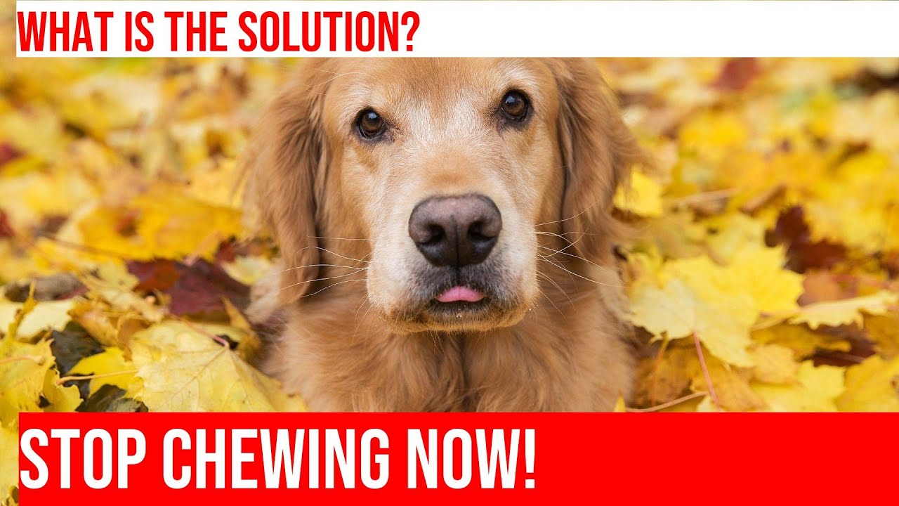 Stop Golden Retriever Chewing: Tips & Tricks