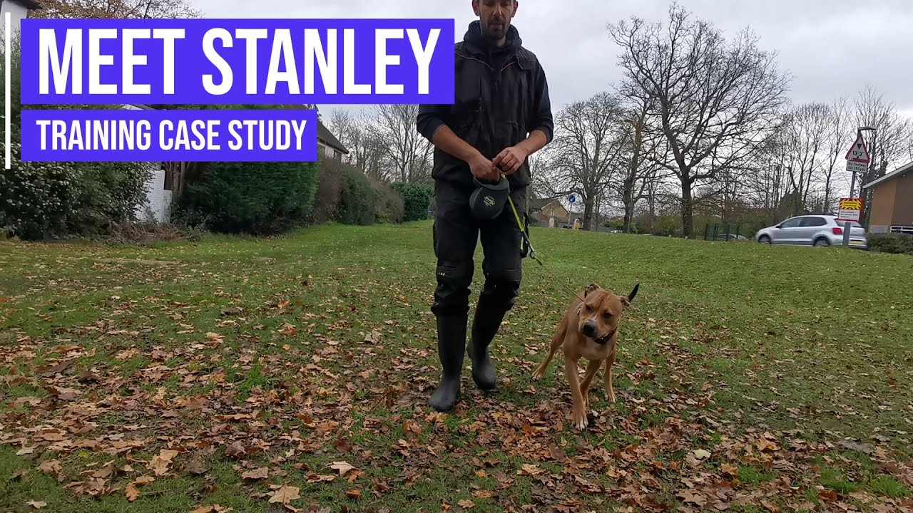 Stopping a Staffordshire Bull Terrier from jumping up and pulling on the lead