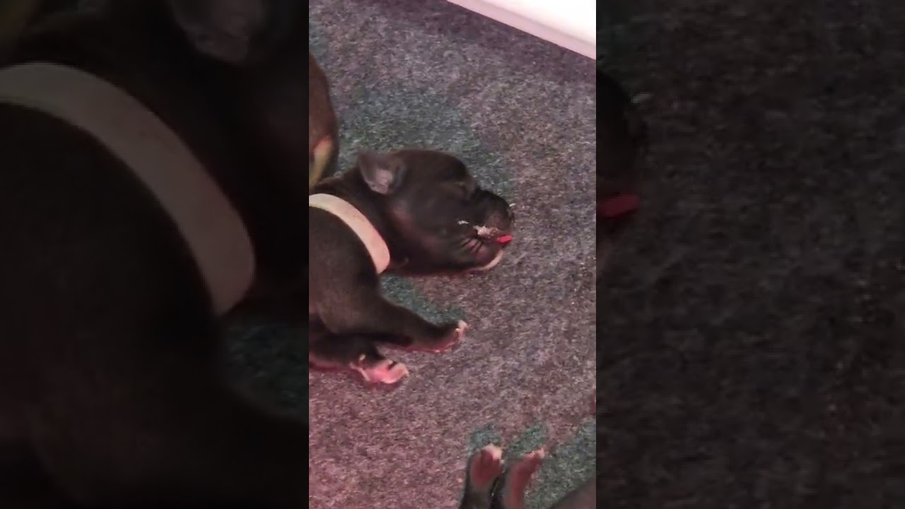 Storm's..Black Mamba Litter !!! Born on Kobe's bday !!